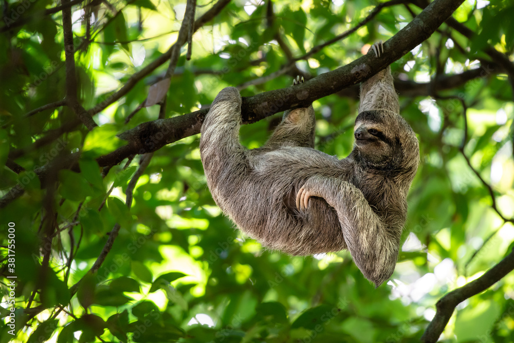 Funny sloth hanging on tree branch, cute face look, perfect portrait of  wild animal in the Rainforest of Costa Rica scratching the belly, Bradypus  variegatus, brown-throated three-toed sloth, relaxed Stock Photo