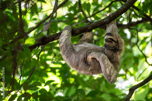 Funny sloth hanging on tree branch, cute face look, perfect portrait of wild animal in the Rainforest of Costa Rica scratching the belly, Bradypus variegatus, brown-throated three-toed sloth, relaxed © Lukas