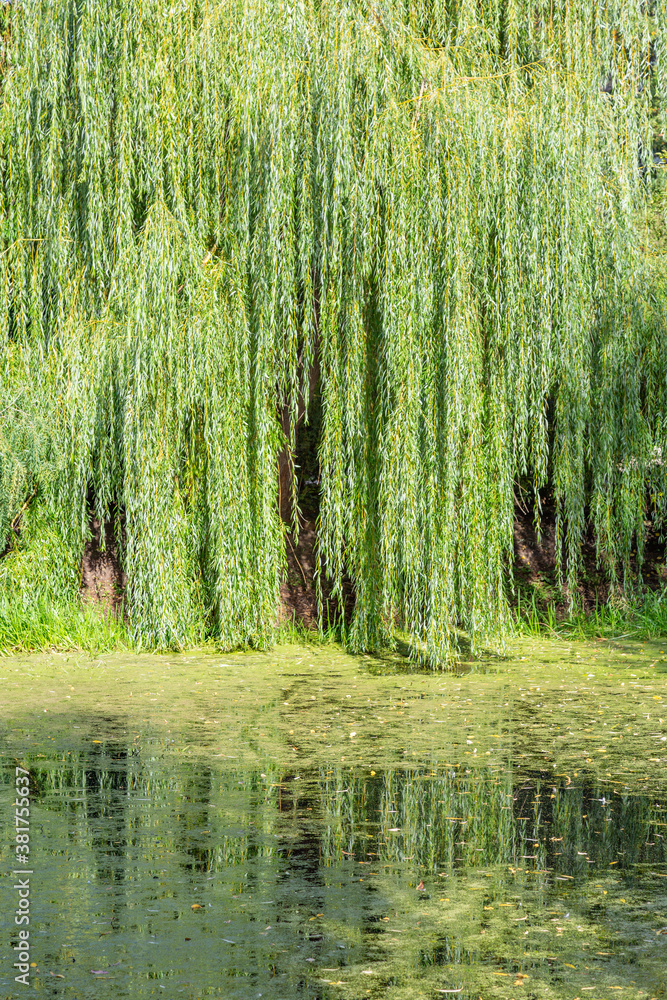 Perennial deciduous weeping willow by an abandoned pond on a summer day Perennial deciduous weeping willow by an abandoned pond on a summer day