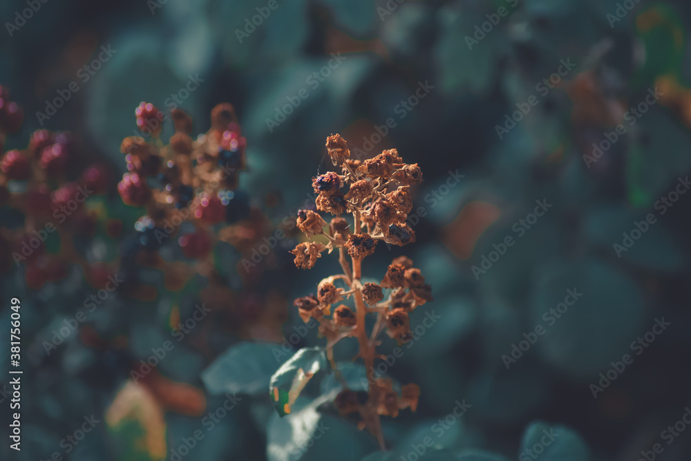 wild blackberries on the branch wild blackberries on the branch