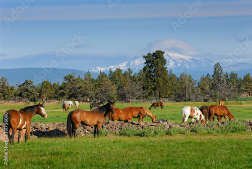 Herd of horses in Field with Mount Jefferson