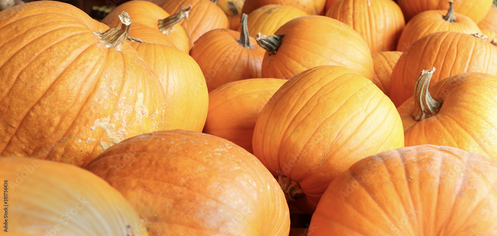 Pumpkin Pumpkin