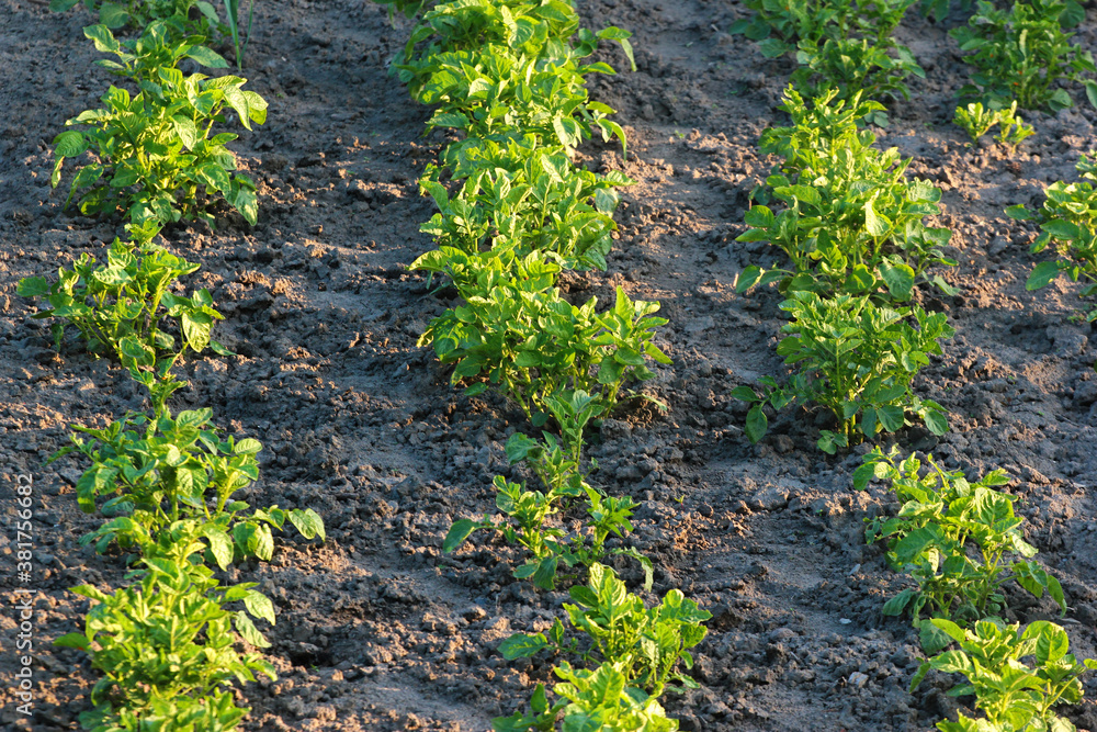 Young potato plants with fresh green leaves