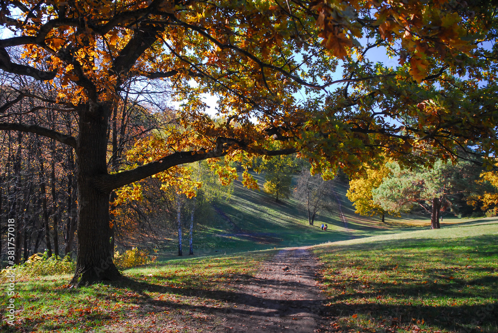 Nice autumn forest with rocks and yellow leaves trees view at sunny day in Ukraine