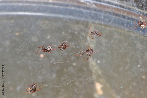 close-up/ macro of  little tiny spiders,Spiderlings,Slings crawling in the net. The european black widow Latrodectus tredecimguttatus