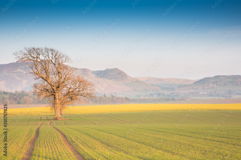 Soft sunset landscape with old dying tree in the middle of a field