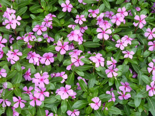 Beautiful pink Catharanthus roseus flowers in the garden photo