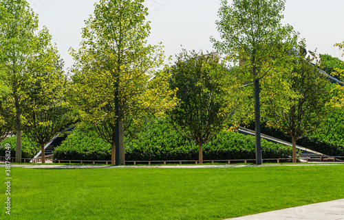 Tulip trees (Liriodendron tulipifera), called Tuliptree, American or Tulip Poplar in city park Krasnodar. Public landscape 'Galitsky park' for relaxation and walking in sunny autumn September 2020. photo