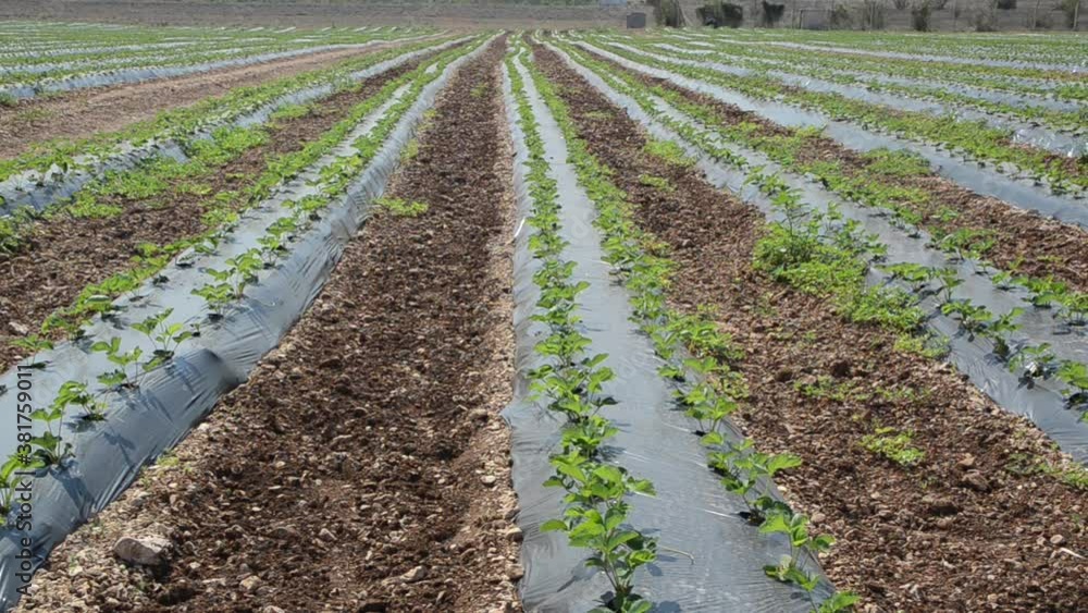Strawberries field at summer. Strawberry plantation under mulch foil