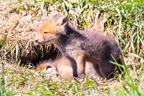 Wallpaper Mural Fuchswelpen am Bau  -  Vulpes vulpes Torontodigital.ca