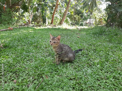 cat