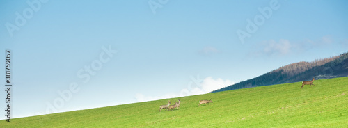 Herd of deer running through a field in Scotland