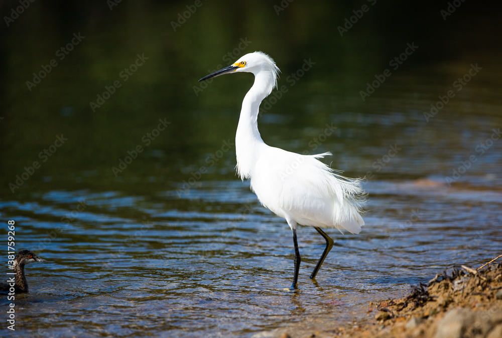 Naklejka premium great white heron