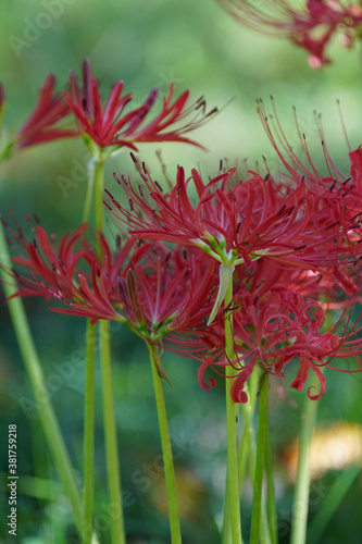 spider lily flower