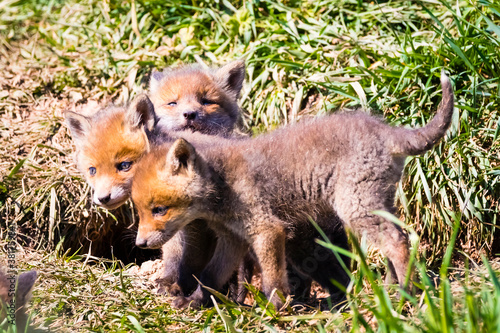 Fuchswelpen am Bau - Vulpes vulpes