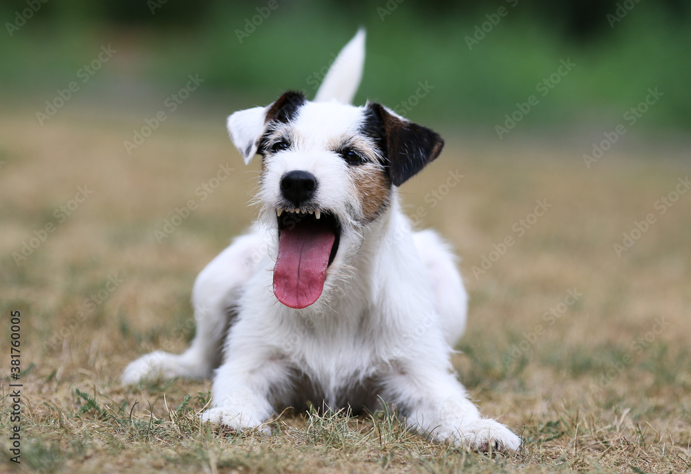 Summer portrait of funny smiling white parson russell terrier with black and sable markings on a face. Cute and friendly small family parson pet dog barking outside with background of green grass Summer portrait of funny smiling white parson russell terrier with black and sable markings on a face. Cute and friendly small family parson pet dog barking outside with background of green grass