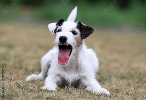 Fotografie Summer portrait of funny smiling white parson russell terrier with black and sable markings on a face