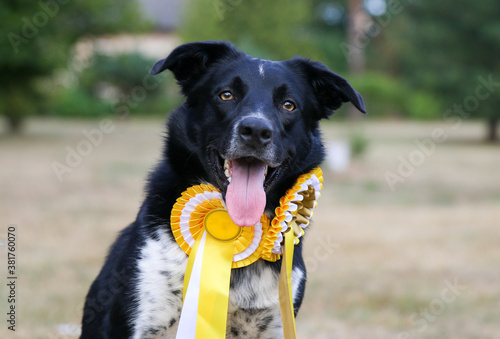 Photography Cute, smart and smiling black and  white shepherd border collie portrait  outside with yellow ribbon prizes on sunny summer day