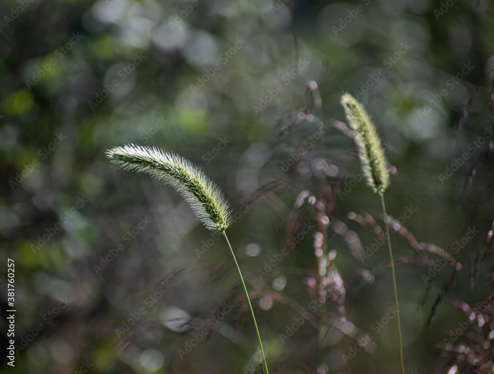 Rye grass close-up with light reflecting off the grains