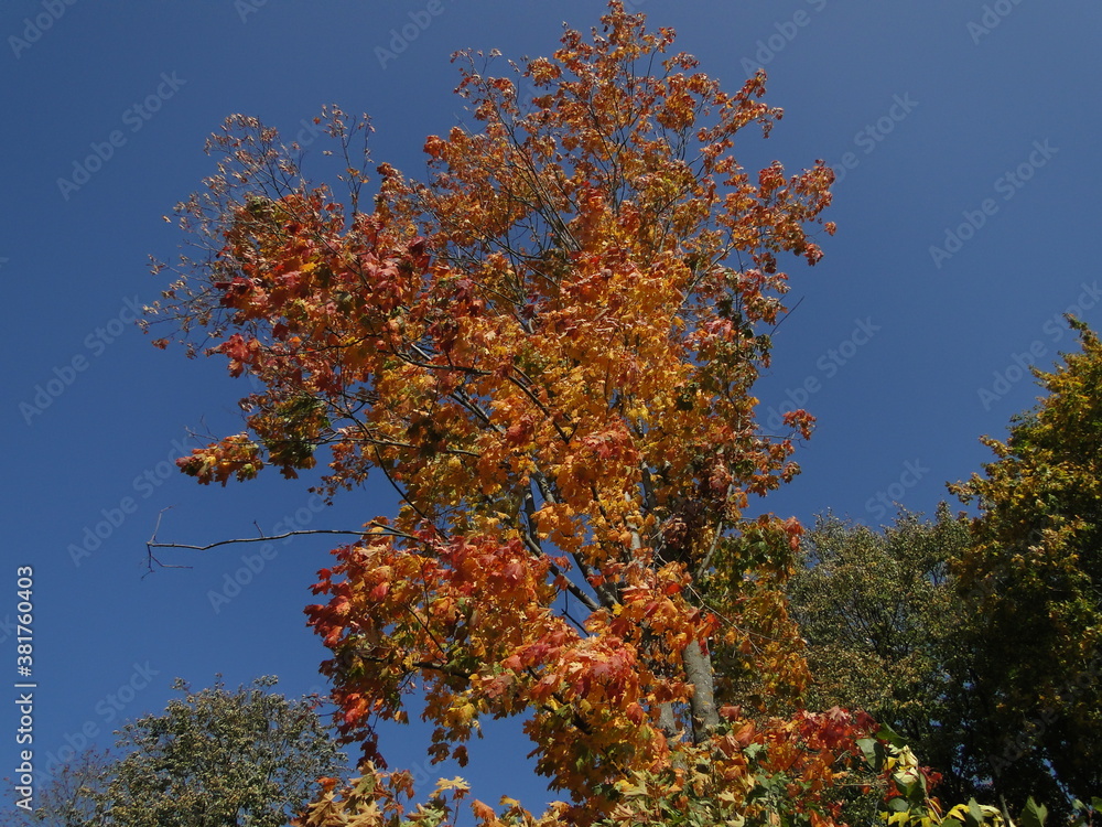 maple tree crown with orange leaves on a blue sky background