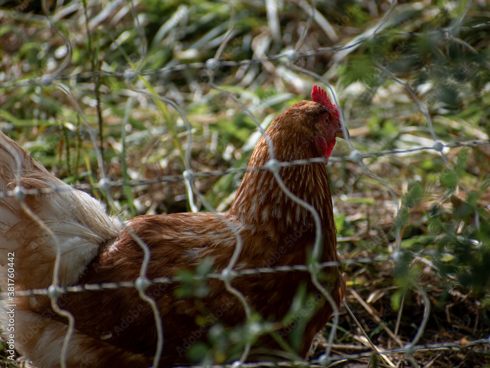 chicken behind a wire fence