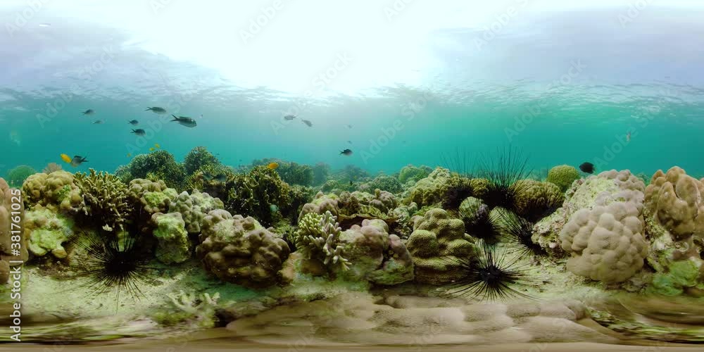 Tropical Fishes on Coral Reef, underwater scene. Camiguin, Philippines. Travel vacation concept Tropical Fishes on Coral Reef, underwater scene. Camiguin, Philippines. Travel vacation concept