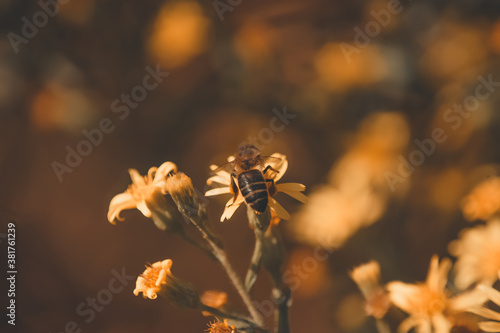 bees collecting honey from yellow flowers © David_Fsk