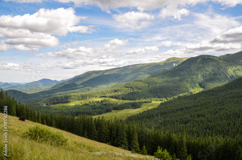 Cows grazing on the hill in a pasture in the mountains. Beautiful Carpathian mountains panorama, Ukraine © Dmytro