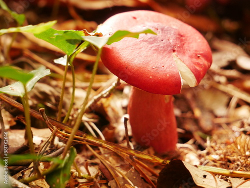 Close-up on a red fungus called Hygrocibe punicea photo