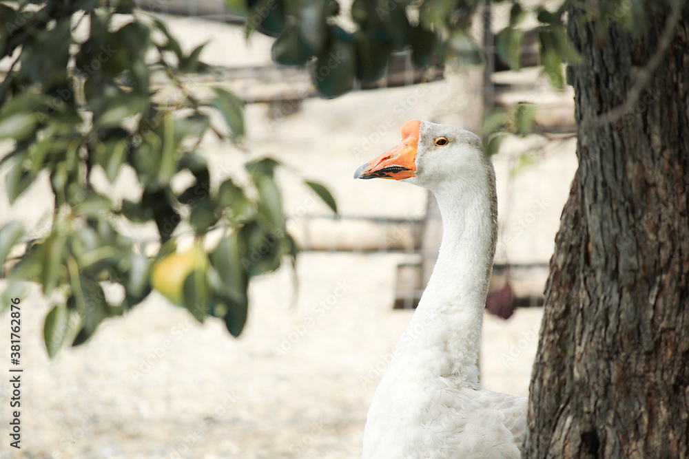 Obraz premium A goose under a pear canopy