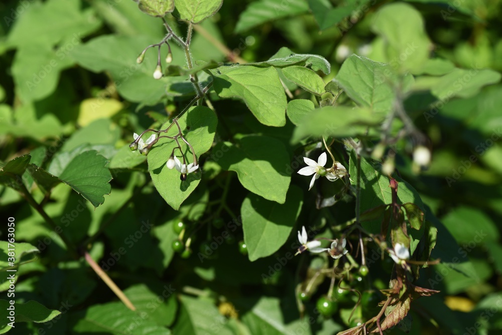 Solanum lyratum flowers and berries / Solanaceae perennial medicinal plant Solanum lyratum flowers and berries / Solanaceae perennial medicinal plant