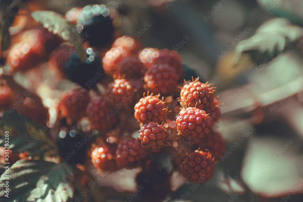 wild blackberries on the branch wild blackberries on the branch