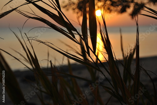 Setting sun. View through the grass on the coast