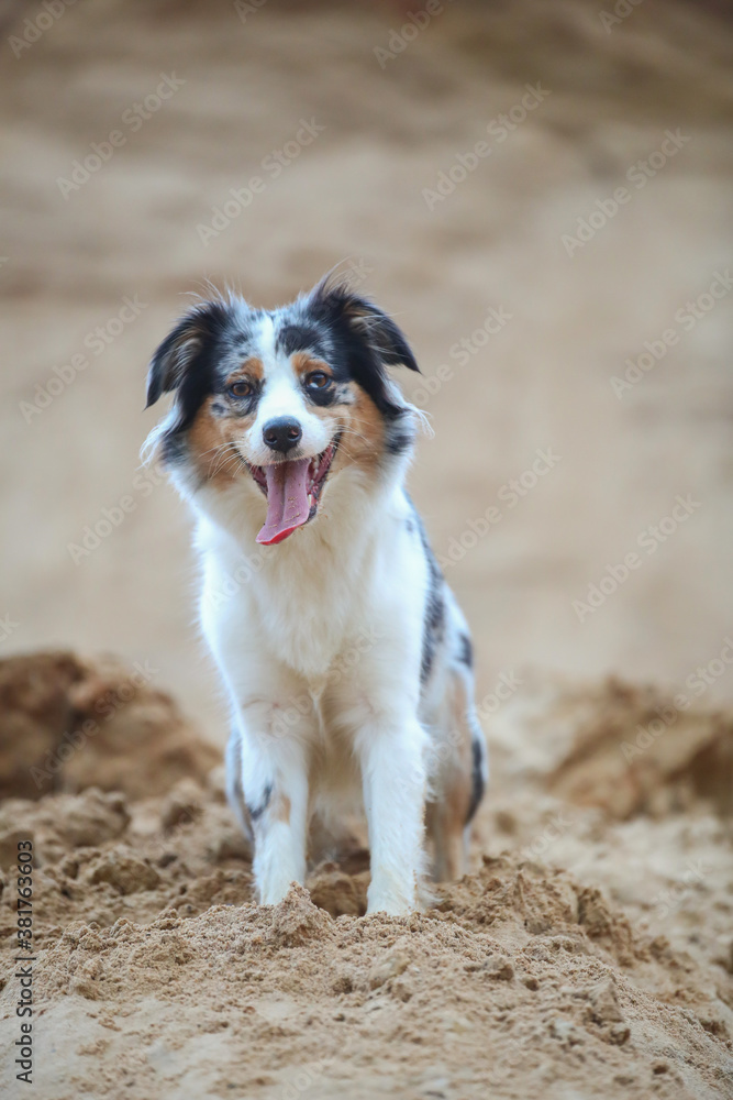 Australian Shepherd im Sand