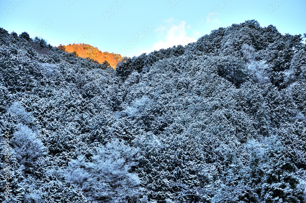 冬の丹沢山地 朝焼けの檜岳山稜