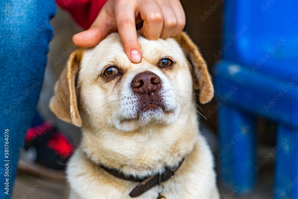 Retrato de Cão