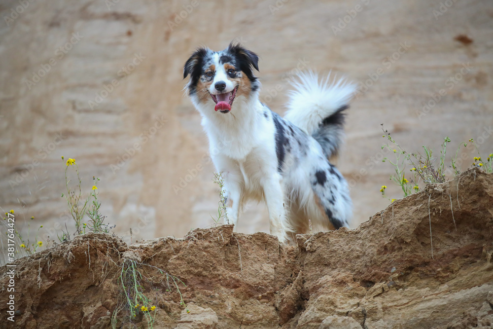 Australian Shepherd im Sand