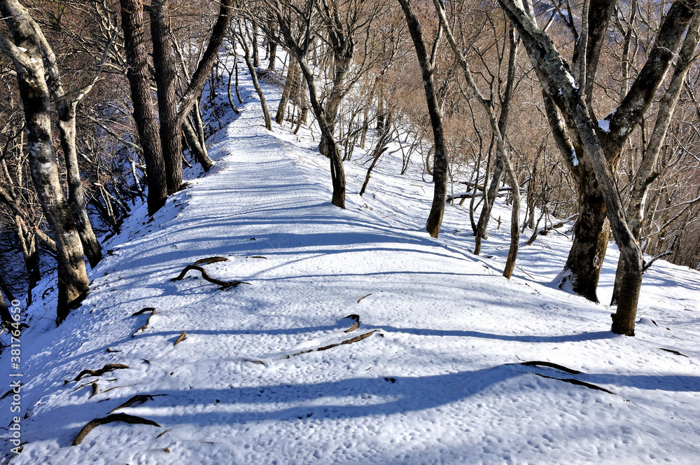 Obraz premium 雪化粧した山道 丹沢山地の鍋割山