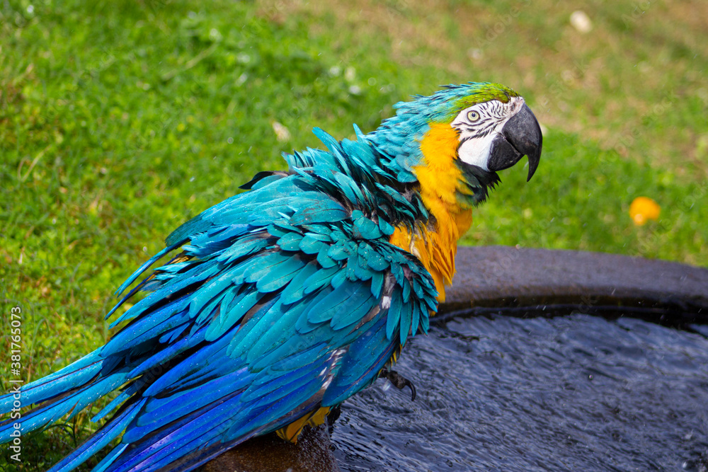 Obraz premium Portrait of the blue-and-yellow macaw (Ara ararauna). In portuguese 