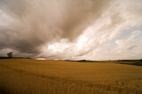 麦畑と雨雲