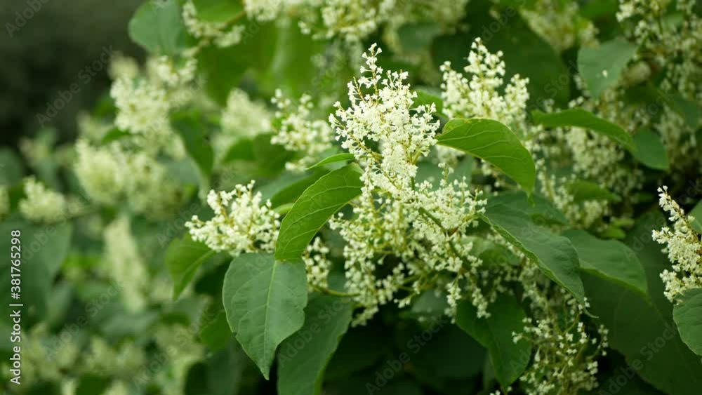 Knotweed flower invasive plant Reynoutria bloom or blossom bees Fallopia japonica Japanese, expansive intruder neophyte achenes calamity flowers honey bee Apis mellifera flying insects collect saw Knotweed flower invasive plant Reynoutria bloom or blossom bees Fallopia japonica Japanese, expansive intruder neophyte achenes calamity flowers honey bee Apis mellifera flying insects collect saw