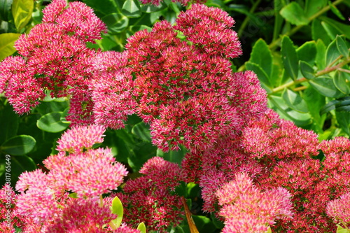 Tableau sur toile Pink blooms of sedum autumn joy flowers in the fall