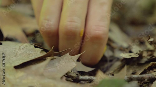 Macro shot of hidden yellow Chanterelle mushroom picked up by hand, static, day photo