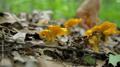 Caucasian hand picking up delicious chanterelle mushroom in forest, shallow depth of field, static, day photo