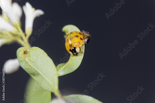 Freshly hatched Asian ladybeetle, Harmonia axyridis photo