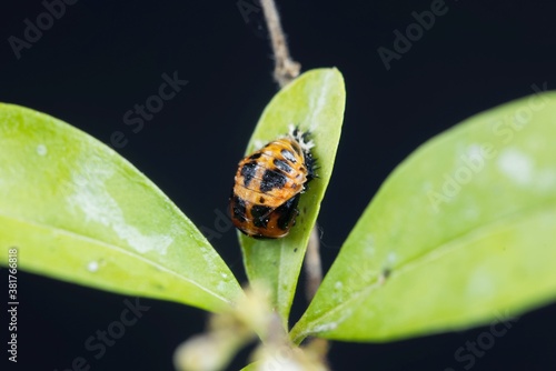 Pupa of an Asian ladybeetle, Harmonia axyridis photo