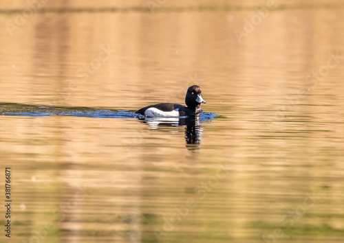 Wallpaper Mural A tufted duck (Aythya fuligula) swims on a small pond in southern Germany Torontodigital.ca