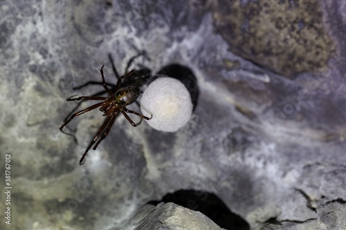 European cave spider, Meta menardi, with a cocoon photo