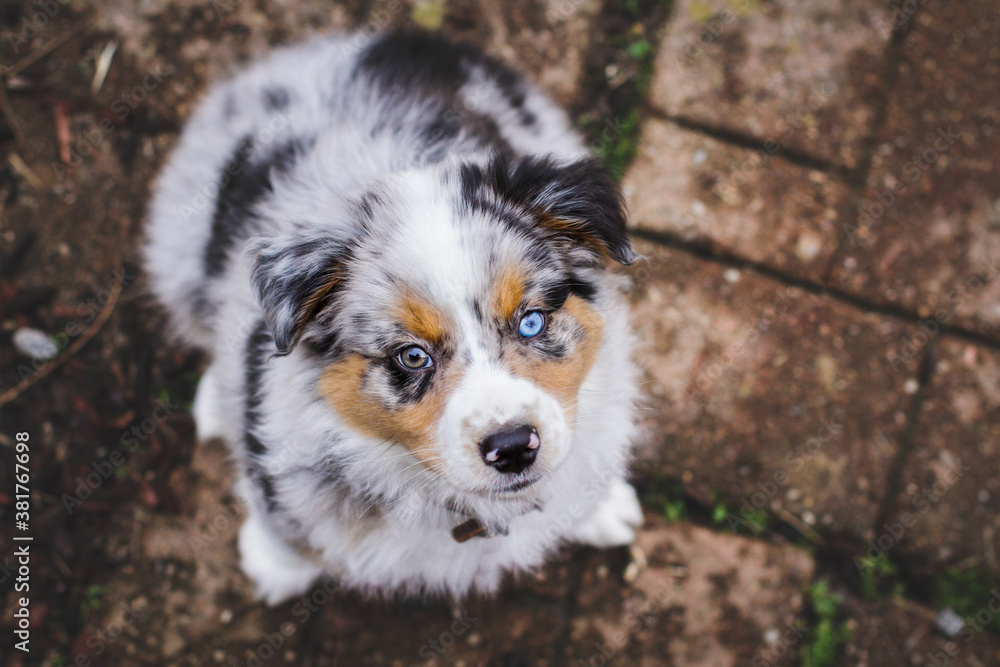 Abstract top view of a beautiful 8 week old little dog. Selective focus on the Australian Shepherd puppy's face. He has one blue eye and one brown.
