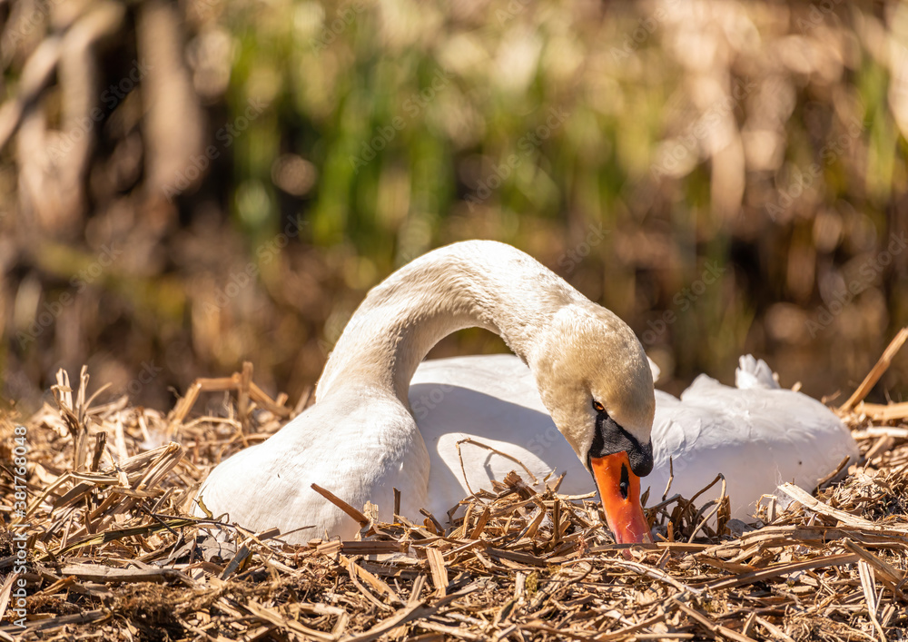 Fototapeta premium A female mute swan (Cygnus olor) is sitting in its nest at a small pond in southern Germany